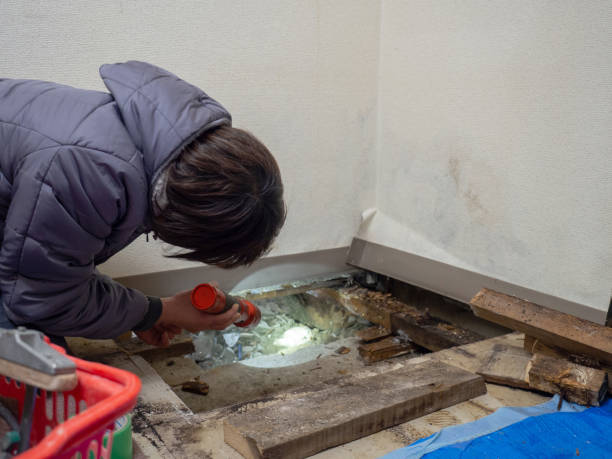 Best Mold Removal for HVAC Installations  in Meridian, PA